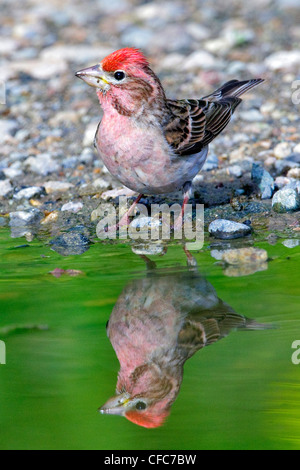 Adult Cassin's finch (Carpodacus cassinii), drinking in a mud puddle, southern Okanagan Valley, British Columbia, Canada Stock Photo