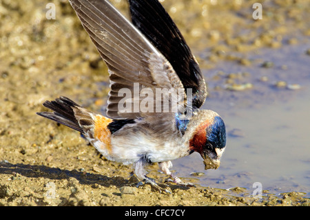 Cliff swallow (Petrochelidon pyrrhonota) gathering mud for its gourd-shaped nest, southern Okanagan Valley, British Columbia Stock Photo