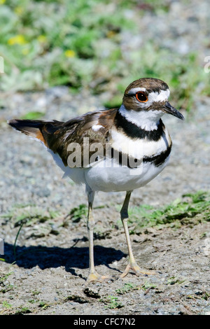 Killdeer (Charadrius vociferus), southern Okanagan Valley, British Columbia Stock Photo