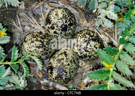 Killdeer (Charadrius vociferus) nest in a bed of silverweed (Potentilla anserina), southern Okanagan Valley, British Columbia Stock Photo