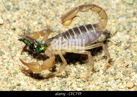 Northern scorpion (Paruroctonus boreus) eating a blowfly, southern Okanagan Valley, British Columbia Stock Photo