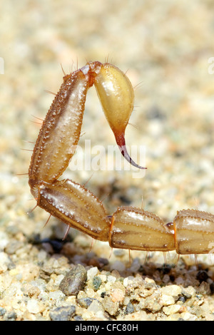 Northern scorpion (Paruroctonus boreus) telson (tail stinger) closeup, southern Okanagan Valley, British Columbia Stock Photo