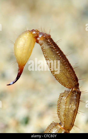 Northern scorpion Paruroctonus boreus telson tail Stock Photo