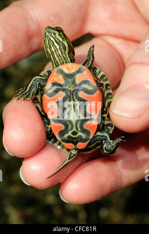 Painted turtle hatchling (Chrysemys picta), southern Okanagan Valley, British Columbia Stock Photo