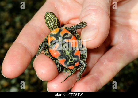 Painted turtle hatchling (Chrysemys picta), southern Okanagan Valley, British Columbia Stock Photo