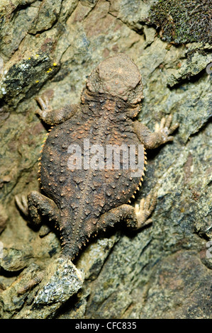 Juvenile pygmy horned lizard Phrynosomdouglasii Stock Photo