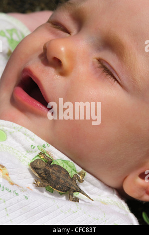 Juvenile pygmy horned lizard Phrynosomdouglasii Stock Photo