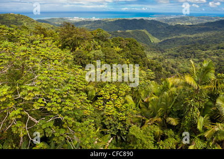 EL YUNQUE NATIONAL FOREST, PUERTO RICO - Rain forest jungle canopy landscape and coast near Luquillo Stock Photo