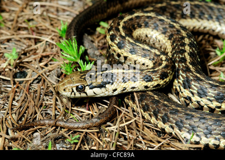 Western (wandering) garter snake (Thamnophis elegans), southern Stock ...