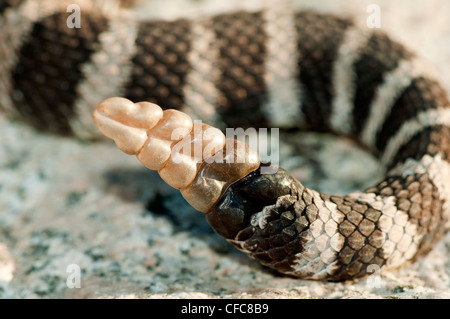 Western rattlesnake (Crotalus oreganus) tail rattle, southern Okanagan Valley, British Columbia Stock Photo