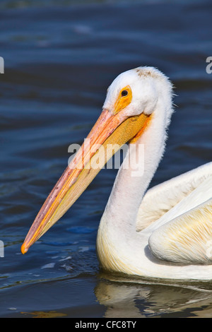 American White Pelican in the Red River. Lockport, Manitoba, Canada. Stock Photo