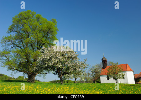 Chapel standing in flowering meadow with fruit trees in blossom, Upper Bavaria, Bavaria, Germany, Europe Stock Photo
