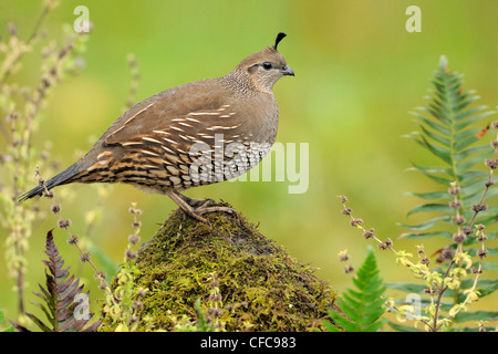 nest female California Quail on a white background Stock Photo - Alamy