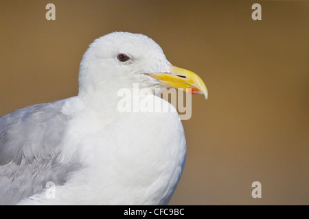 Glaucous-winged Gull (Larus glaucescens) perched on a rock in Victoria, BC, Canada. Stock Photo