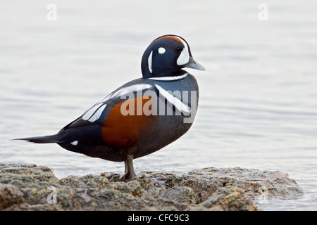 Harlequin Duck (Histrionicus histrionicus) perched on a rock in Victoria, BC, Canada. Stock Photo