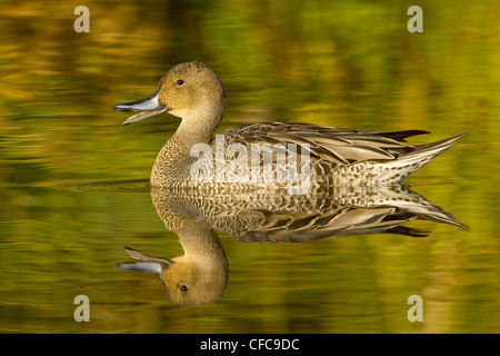 Northern Pintail (Anas acuta) swimming on a pond near Victoria, BC, Canada. Stock Photo