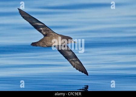 Sooty Shearwater (Puffinus griseus) flying in Victoria, BC, Canada. Stock Photo