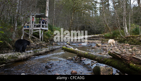 wildlife viewers watch a black bear and a kermode bear in the Great Bear Rainforest of British Columbia Canada Stock Photo