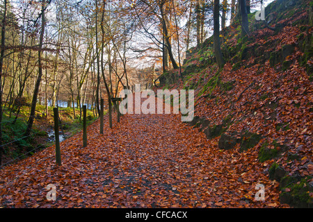 Autumn colors near High Force waterfall, Teesdale, North Pennines, County Durham, England Stock Photo
