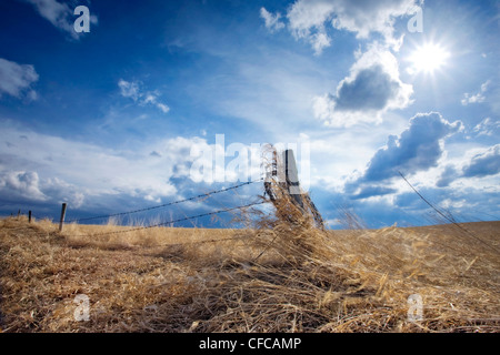 A barbed wire fence encloses a wheat field in Southern Alberta with sun and clouds overhead. Stock Photo