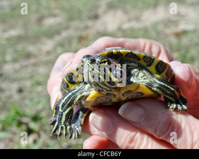 Red-eared Slider, Reptile, Texas aquatic turtle, log, swamp, Trachemys scripta elegans, baby, juvenile, turtle Stock Photo