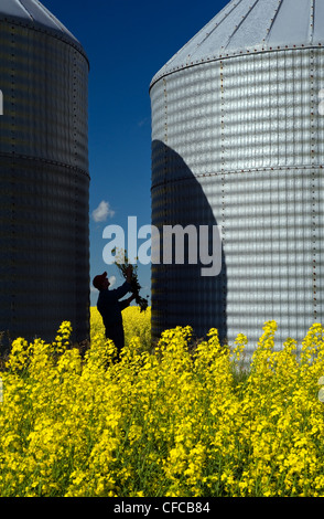 a man looks at bloom stage canola between two grain bins(silos), Tiger Hills, Manitoba, Canada Stock Photo