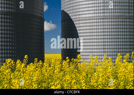 a field of bloom stage canola with grain bins(silos), Tiger Hills, Manitoba, Canada Stock Photo