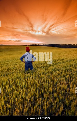 a man looks out over a field of maturing wheat, near Treherne, Manitoba, Canada