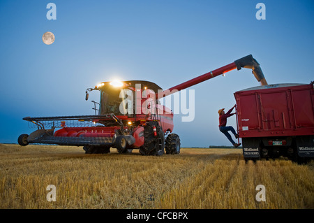 man checks fullness grain truck combine harvester Stock Photo