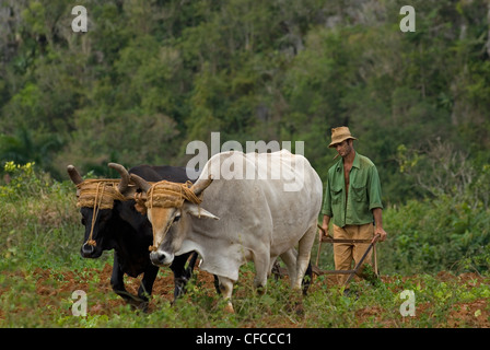 A farmer ploughing his fields in Vinales Cuba Stock Photo