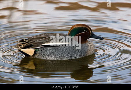 Male Eurasian Teal, Anas crecca on water, north Norfolk. Stock Photo