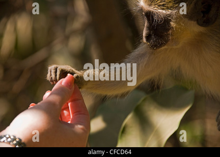 A Green Vervet monkey takes a peanut from a tourist in Bijilo National Forest Park Kololi Gambia west Africa Stock Photo