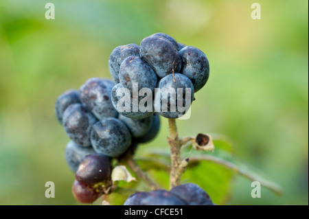 Dewberry Macro with soft green background Stock Photo