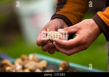 A man examines a freshly picked morel mushroom in Montana. Stock Photo