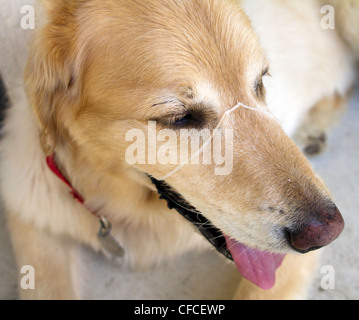 Pet Golden Retriever slimed himself after exercise Stock Photo