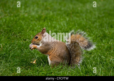 Grey squirrel in St James Park, London Stock Photo