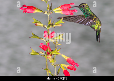 Western Emerald hummingbird, Chlorostilbon melanorhyncus, at Tandayapa Lodge Stock Photo
