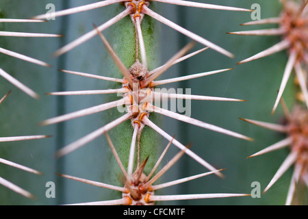 Cactus Spines; close up Stock Photo