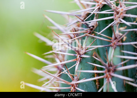 Cactus Spines; close up Stock Photo