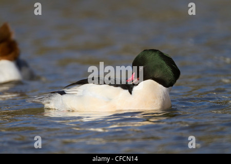 Goosander; Mergus merganser; male; Cornwall; UK Stock Photo