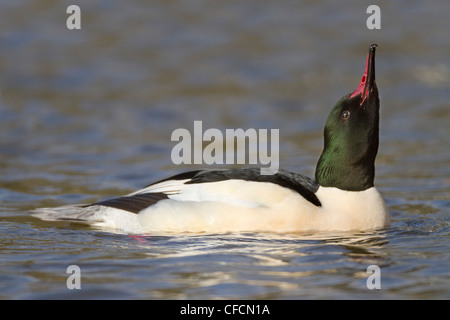 Goosander; Mergus merganser; male; Cornwall; UK Stock Photo