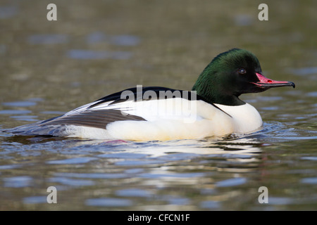 Goosander; Mergus merganser; male; Cornwall; UK Stock Photo