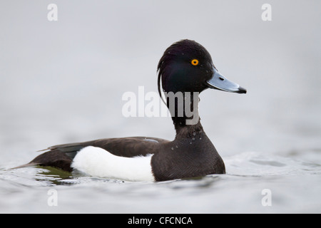 Tufted Duck; Aythya fuligula; male; UK Stock Photo