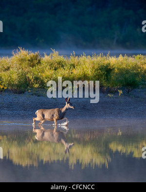 White-tailed Deer Odocoileus virginianus Female Stock Photo