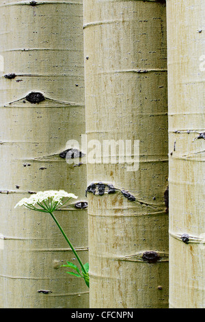 Aspen (Populus) trees with cow parsnip (Heracleum maximum also known as Indian Celery or Pushki) Stock Photo