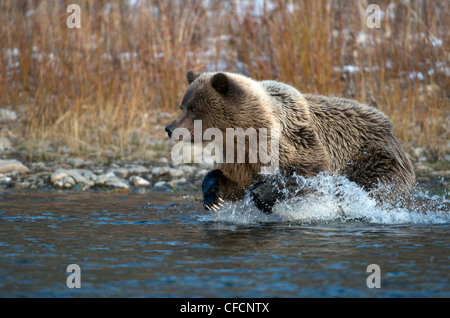 Grizzly Bear (Ursus arctos) fishing on Fishing Branch River, Ni'iinlii Njik Ecological Reserve, Yukon Territory, Canada Stock Photo