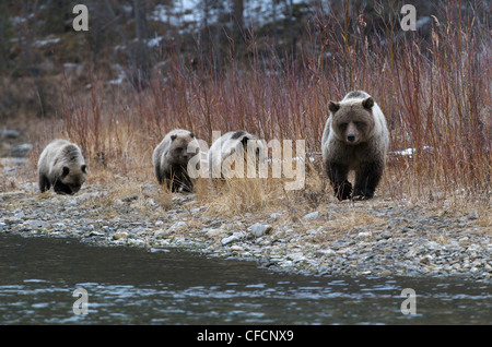 Grizzly Bear Sow 1st year cubs Ursus arctos Stock Photo