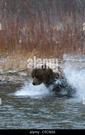 Grizzly Bear fishing (Ursus arctos) on Fishing Branch River, Ni'iinlii Njik Ecological Reserve, Yukon Territory, Canada Stock Photo