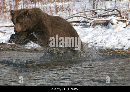 Grizzly Bear (Ursus arctos) fishing on Fishing Branch River, Ni'iinlii Njik Ecological Reserve, Yukon Territory, Canada Stock Photo