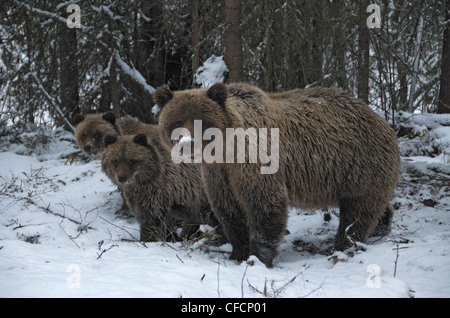 Grizzly Bear Sow 1st year cubs Ursus arctos near Stock Photo